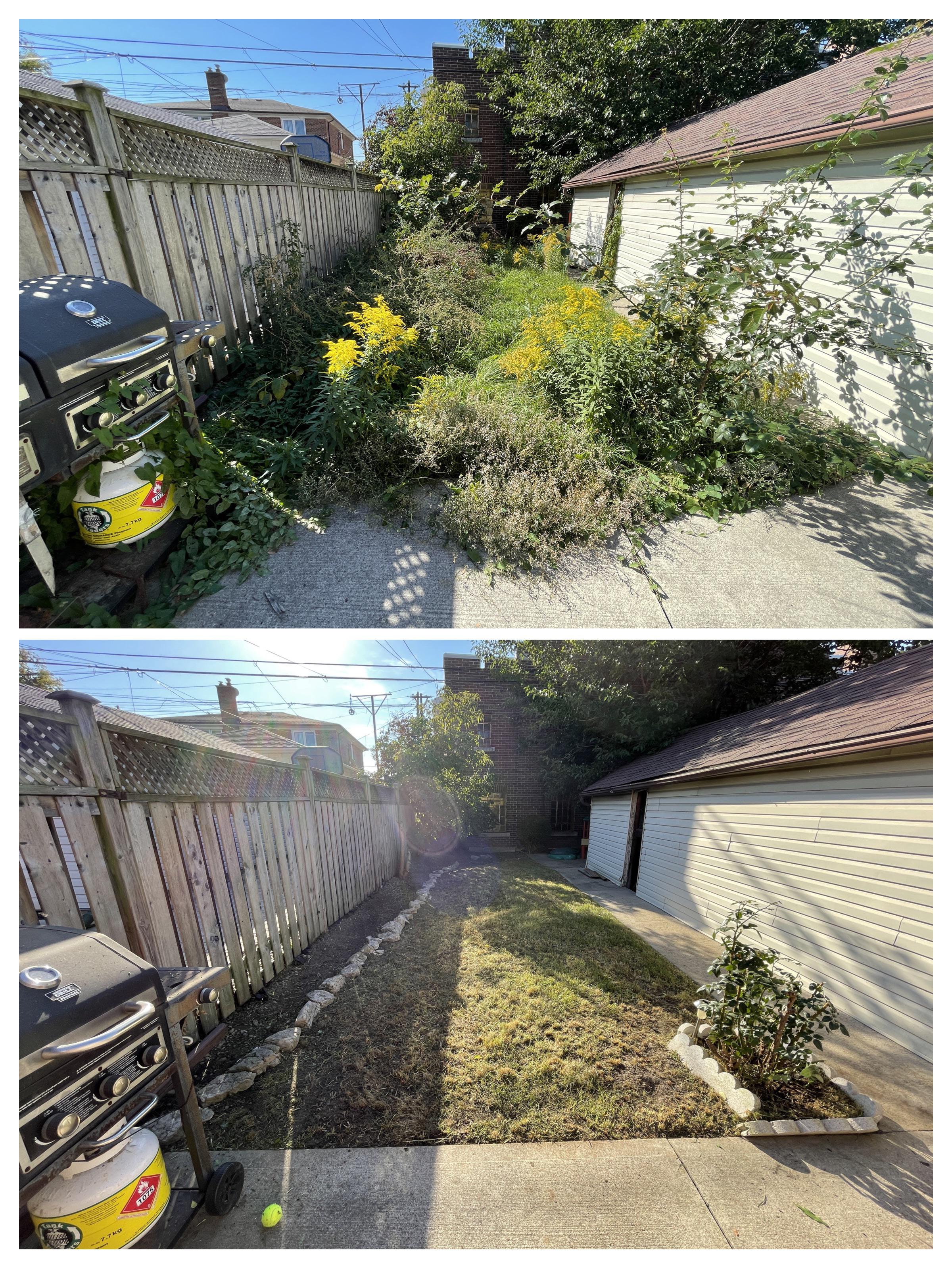 Before and after of an overgrown backyard cleared by 718LANDSCAPE